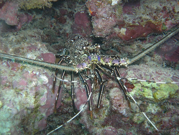 91- Jeune langouste rouge dans son trou - Ilot Kouare.JPG